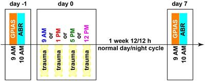 Circadian Sensitivity of Noise Trauma-Induced Hearing Loss and Tinnitus in Mongolian Gerbils